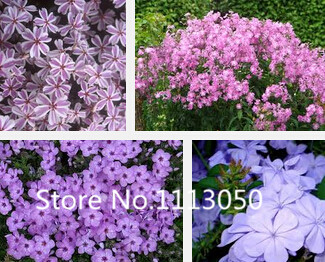 500pcs Phlox Flower Seeds For Outdoor Landscaping Vibrant Colors Easy To Grow - 1