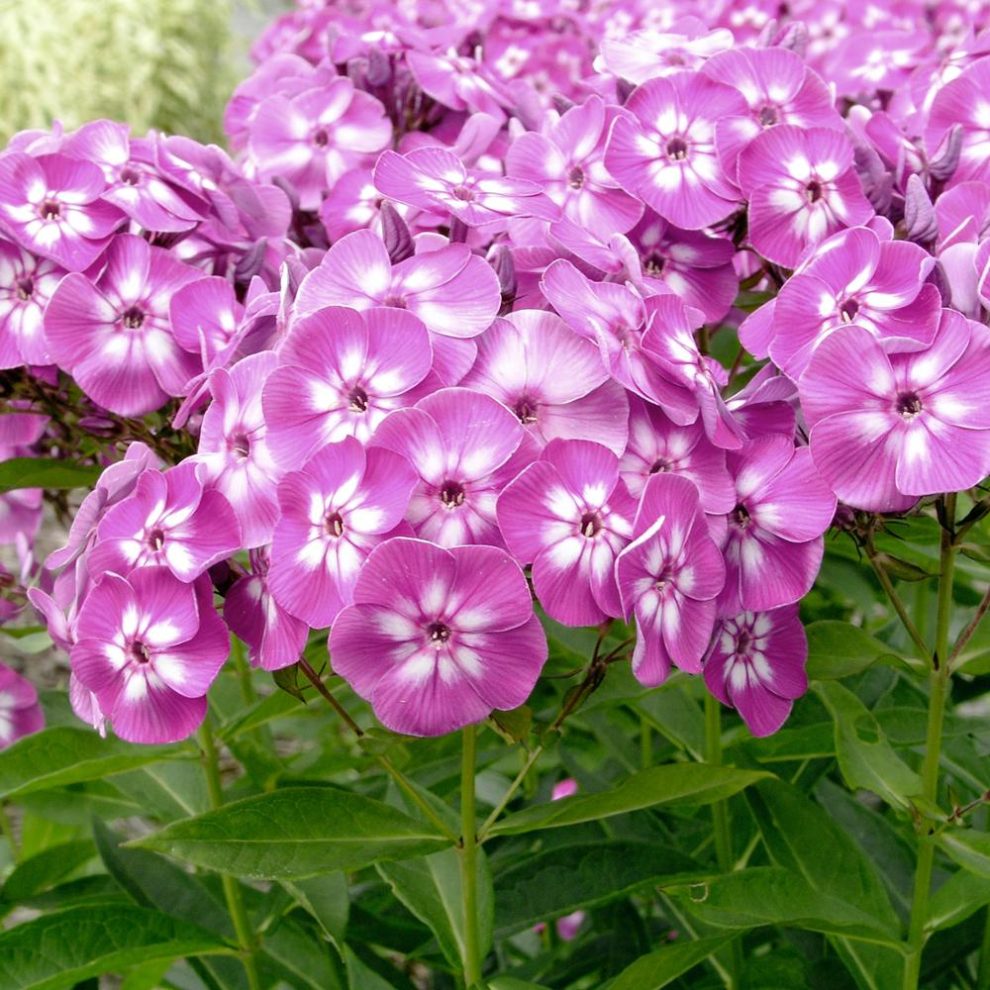 100pcs Colorful Phlox Flowering Seeds Pack Free