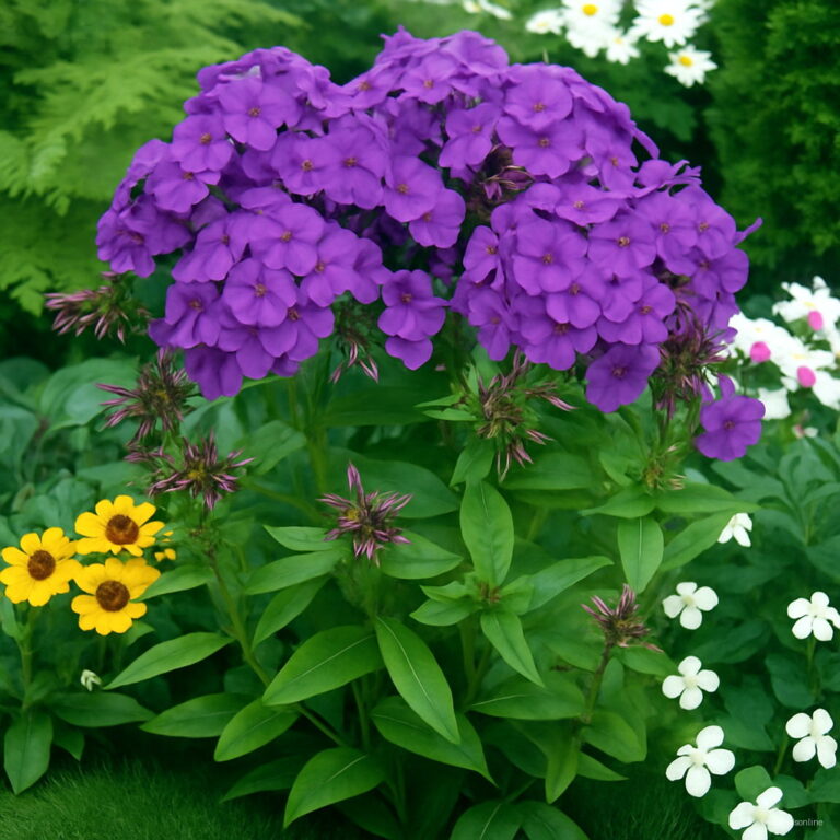 100pcs Colorful Phlox Flowering Seeds Pack Free