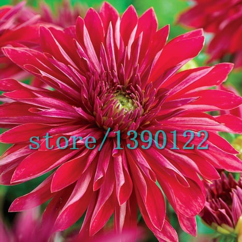 100piece Set Of Multicolored Chinese Peony Flower Seeds For Landscaping And Outdoor Decor - 12