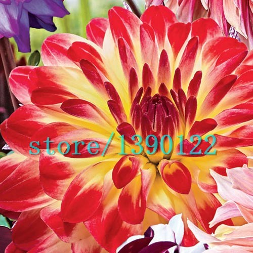 100piece Set Of Multicolored Chinese Peony Flower Seeds For Landscaping And Outdoor Decor - 6