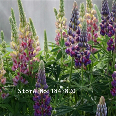 100piece Multicolored Rainbow Lupine Flower Seeds For Vibrant Outdoor Landscaping And Beautification - 8