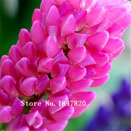 100piece Multicolored Rainbow Lupine Flower Seeds For Vibrant Outdoor Landscaping And Beautification - 7