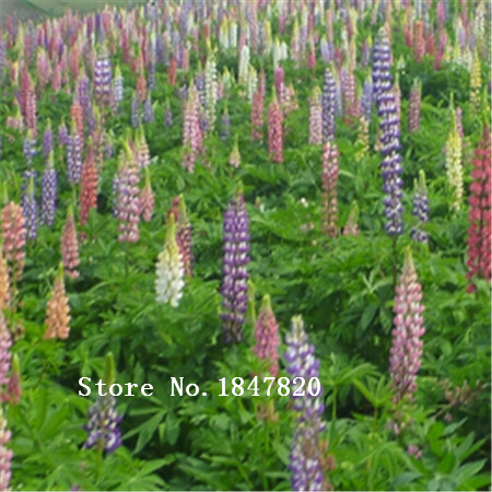 100piece Multicolored Rainbow Lupine Flower Seeds For Vibrant Outdoor Landscaping And Beautification - 4