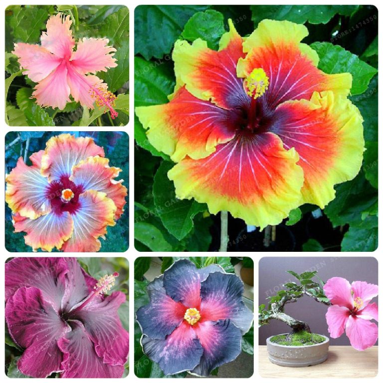 200pcs Multivariety Giant Hibiscus Seeds Pack