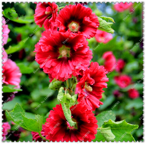 100pcs Giant Danish Hollyhock Seeds For Landscape Patio Outdoor Decor Flower Bed Beautification - 3