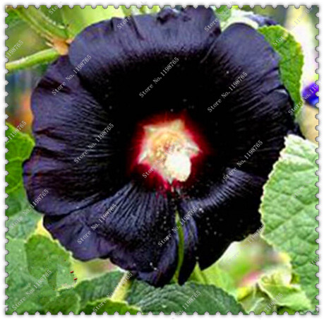 100pcs Giant Danish Hollyhock Seeds For Landscape Patio Outdoor Decor Flower Bed Beautification - 1