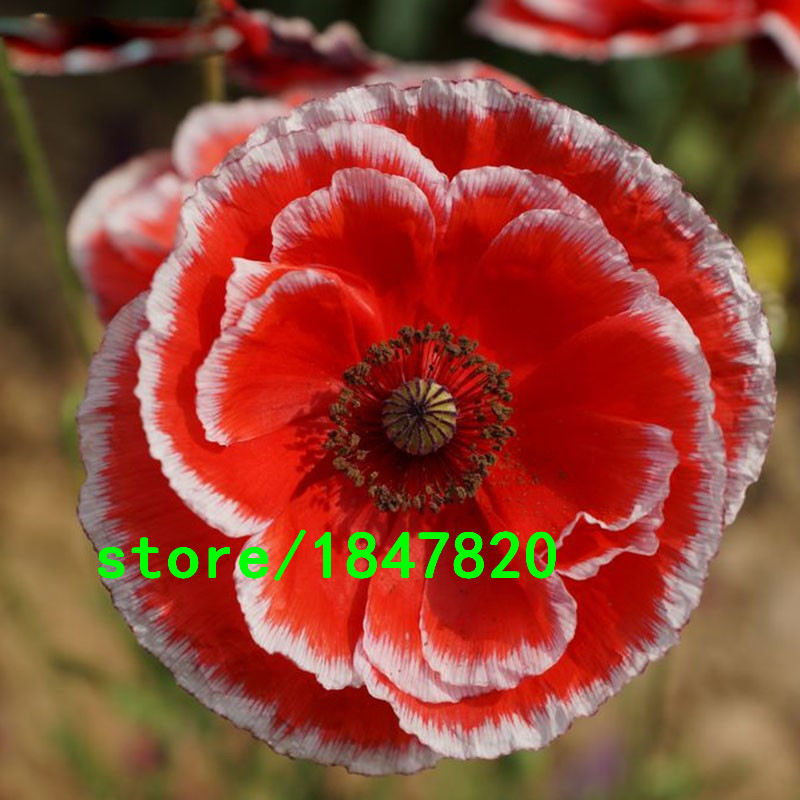 100piece Collection Of Mixed Color Poppy Seeds For Landscape Beautification And Flower Arranging - 7