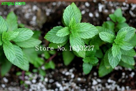 100pcs Organic Sweet Stevia Seeds Pack - BestSeedsOnline.com - Free ...