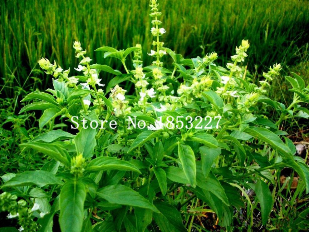 100pcs Organic Sweet Stevia Seeds Pack Free