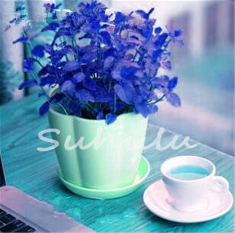 200pcs Stevia Herb Seeds Rebaudiana Semillas