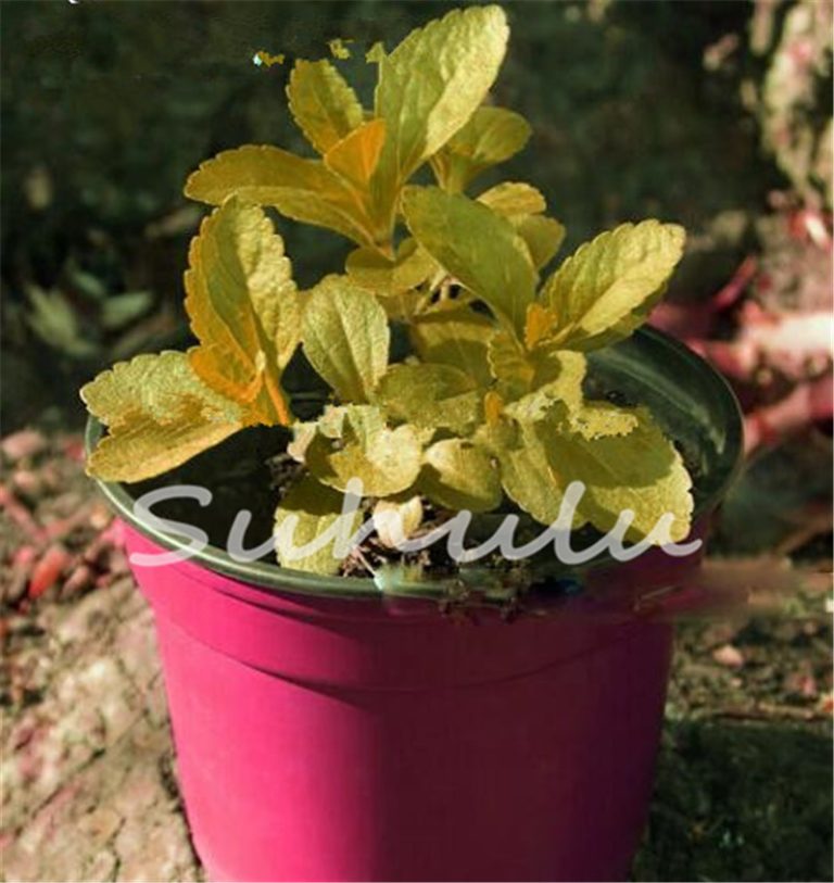 200pcs Stevia Herb Seeds Rebaudiana Semillas Free Shipping Worldwide