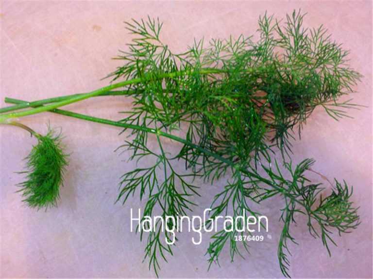 Dill Herb Seeds 100pcs High Germination Rate