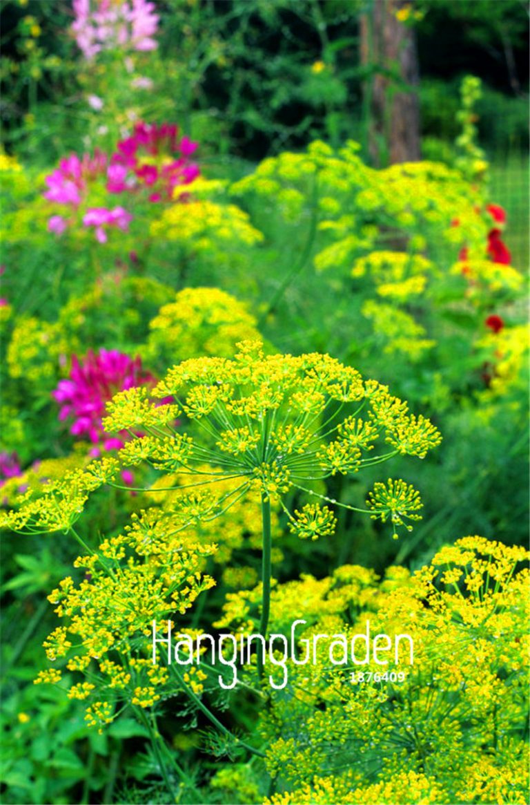 Dill Herb Seeds 100pcs High Germination Rate