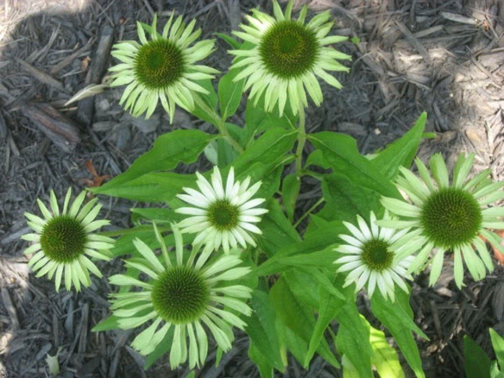 40 Piece Set Of Echinacea Seeds For Outdoor Landscaping Flower Beds And Natureinspired Spaces - 3