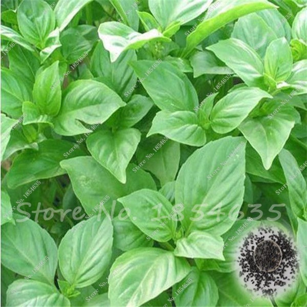 200pcs Basil Herb Seeds For Indooroutdoor Cultivation Easy Grow Organic Nongmo - 3