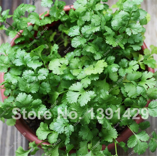 50piece Pack Of Quality Caraway Seeds For Indoor Herb Cultivation - 2