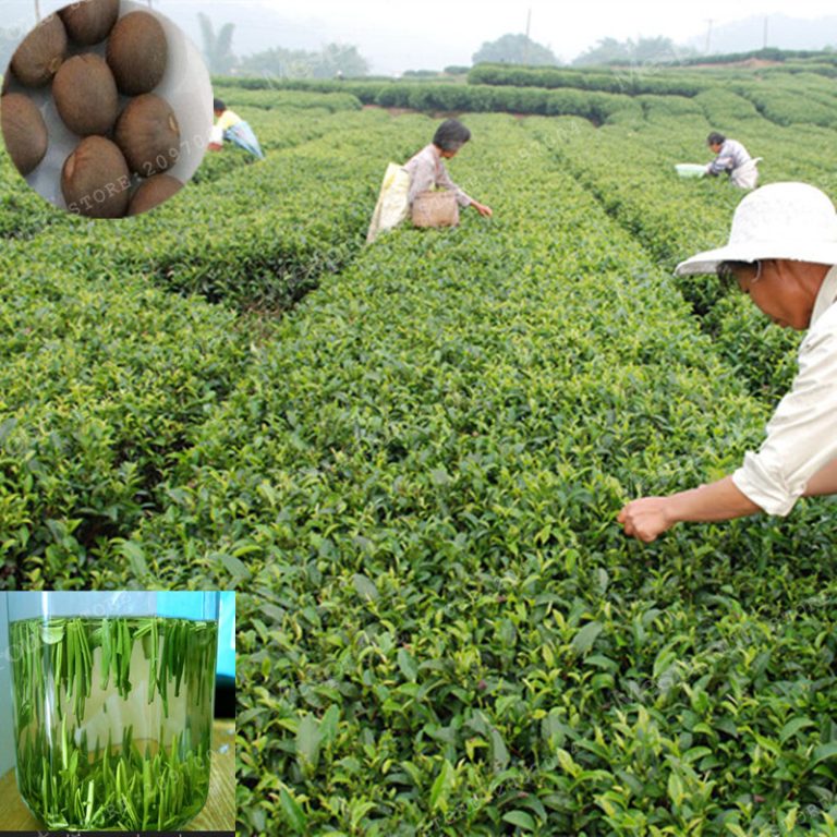 2pcs Camellia Sinensis Chinese Green Tea Seeds - BestSeedsOnline.com ...