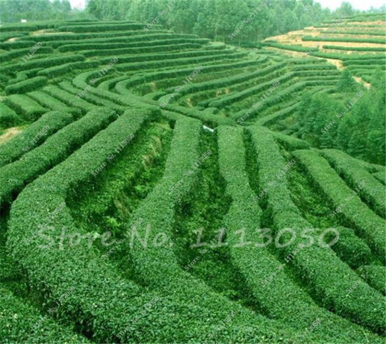 Camellia Sinensis Green Tea Seeds 5pcs Pack - BestSeedsOnline.com ...