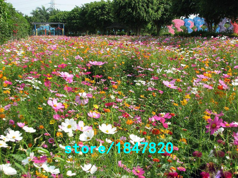 100pcs Vibrant Mixed Wildflower Seeds For Outdoor Landscaping Natural Ecosystem Restoration - 3