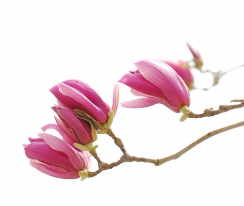 20piece Set Of Vibrant Magnolia Tree Seeds For Landscaping And Outdoor Decor - 1