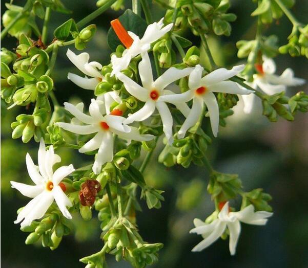 20pcs Exotic Night Blooming Jasmine Seeds For Aromatic Outdoor Landscaping - 3