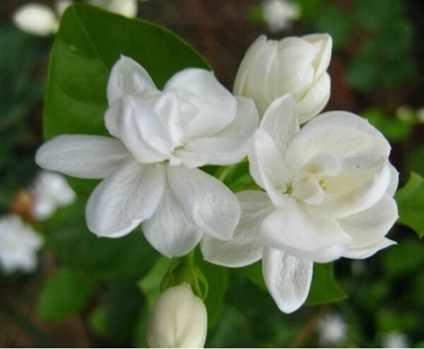 50piece Pack Arabian Jasmine Seeds White Ideal For Indooroutdoor Landscaping Aromatic Decor - 3