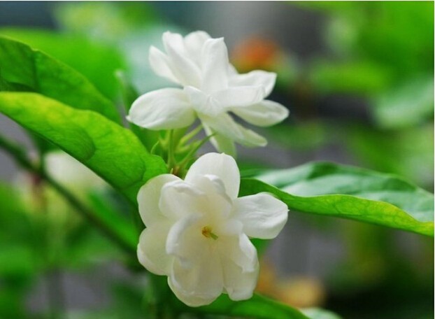 50piece Pack Arabian Jasmine Seeds White Ideal For Indooroutdoor Landscaping Aromatic Decor - 2