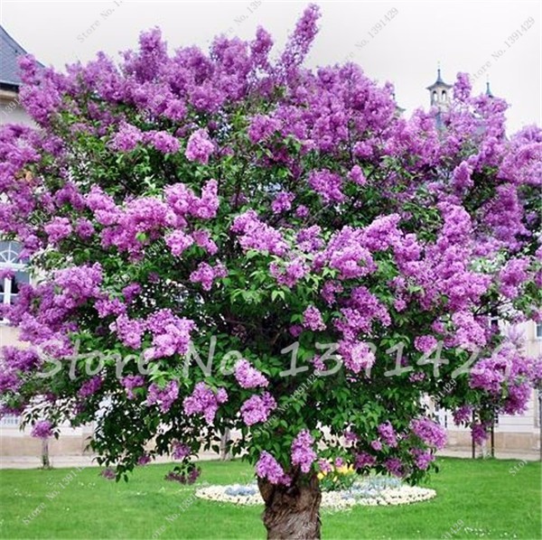 Purple Lilac 50pcs Flowering Shrub Seeds - BestSeedsOnline.com - Free ...