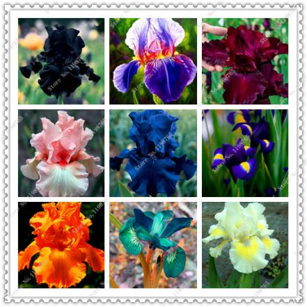 Gorgeous Iris Seeds For Sale Scene Nature Gorgeous Iris Seeds For Sale Scene Nature
