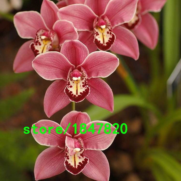 100piece Pack Exotic Pink Orchid Flower Seeds For Indoor And Outdoor Cultivation - 3