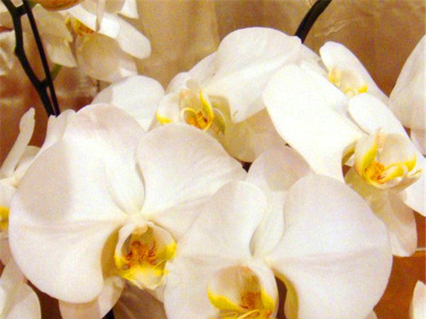 10piece Set Of Exotic Orchid Seeds For Indoor Greenhouse Cultivation And Aesthetics - 2