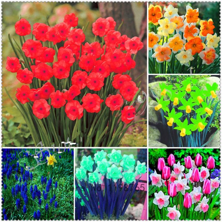 Daffodil Flower Seeds 200pcs For Vibrant Blooms Free Shipping Worldwide