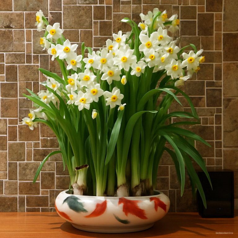 Daffodil Seeds Multipack 100pcs Flowering Bulbs