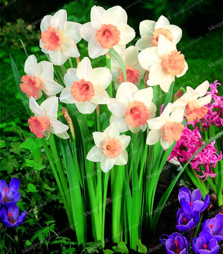 Daffodil Seeds Multipack 100pcs Flowering Bulbs