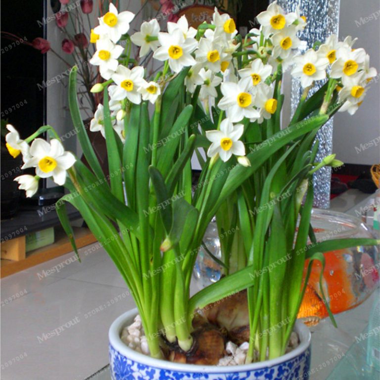 Daffodil Seeds Multipack 100pcs Flowering Bulbs Free Shipping Worldwide