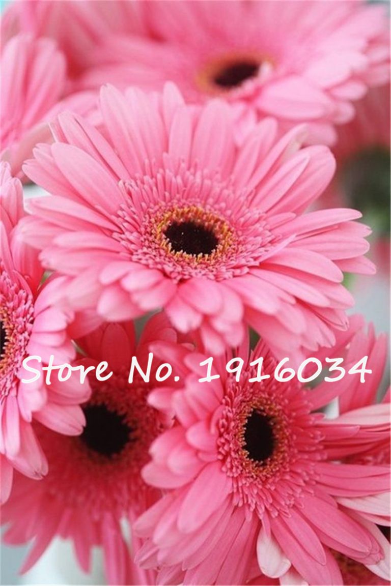 80pcs Gerbera Daisy Flowering Seeds Free