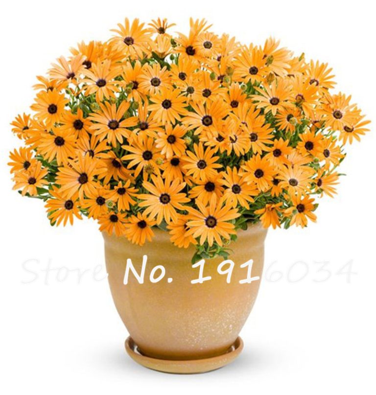 Gerbera Daisy Flowering Seeds Pack Of 120 Free Shipping Worldwide