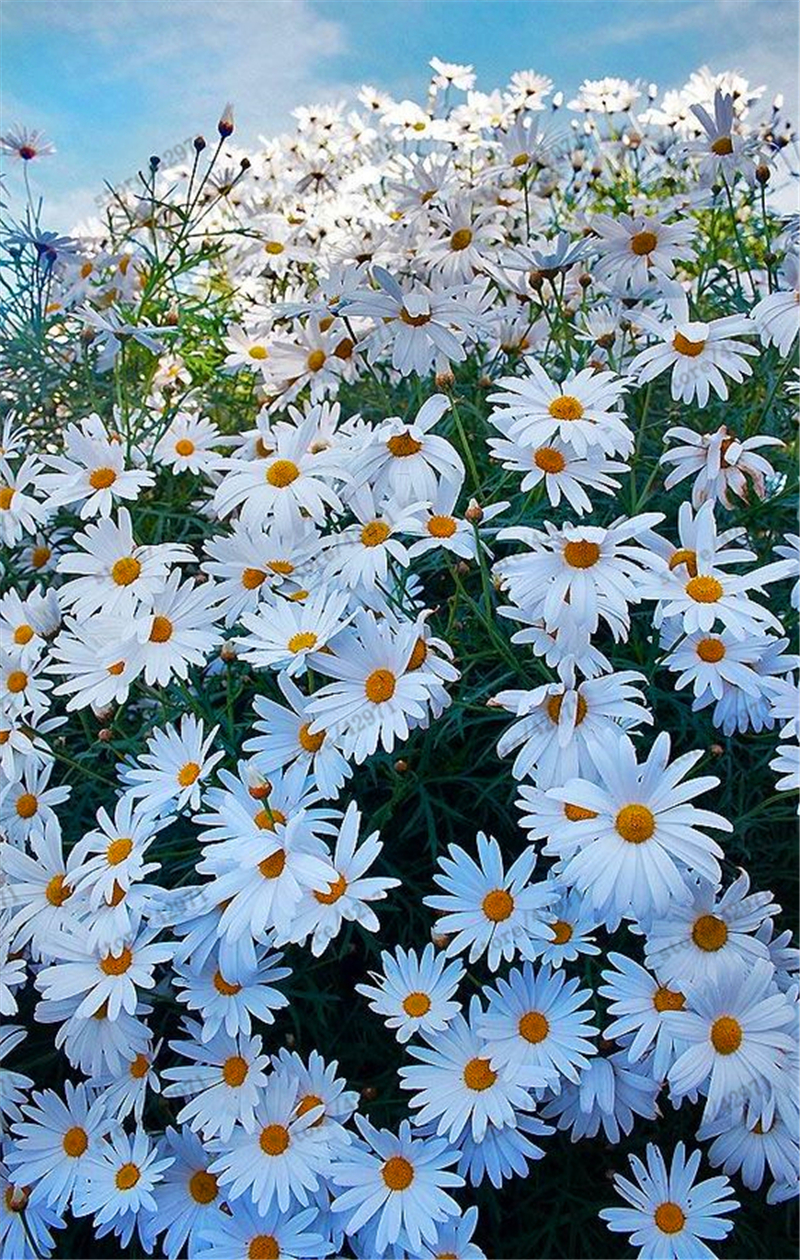 100pcs African Blue Eyed Daisy Seeds For Outdoor Landscaping And Balcony Decorations - 3