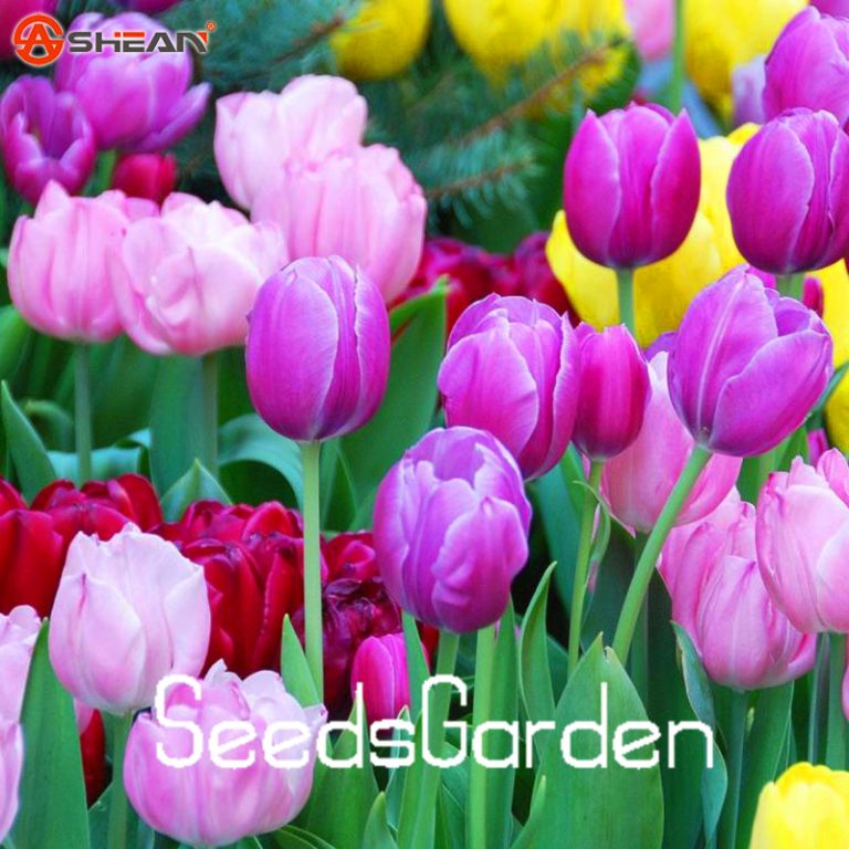 120pcs Vibrant Tulip Flower Seeds Collection