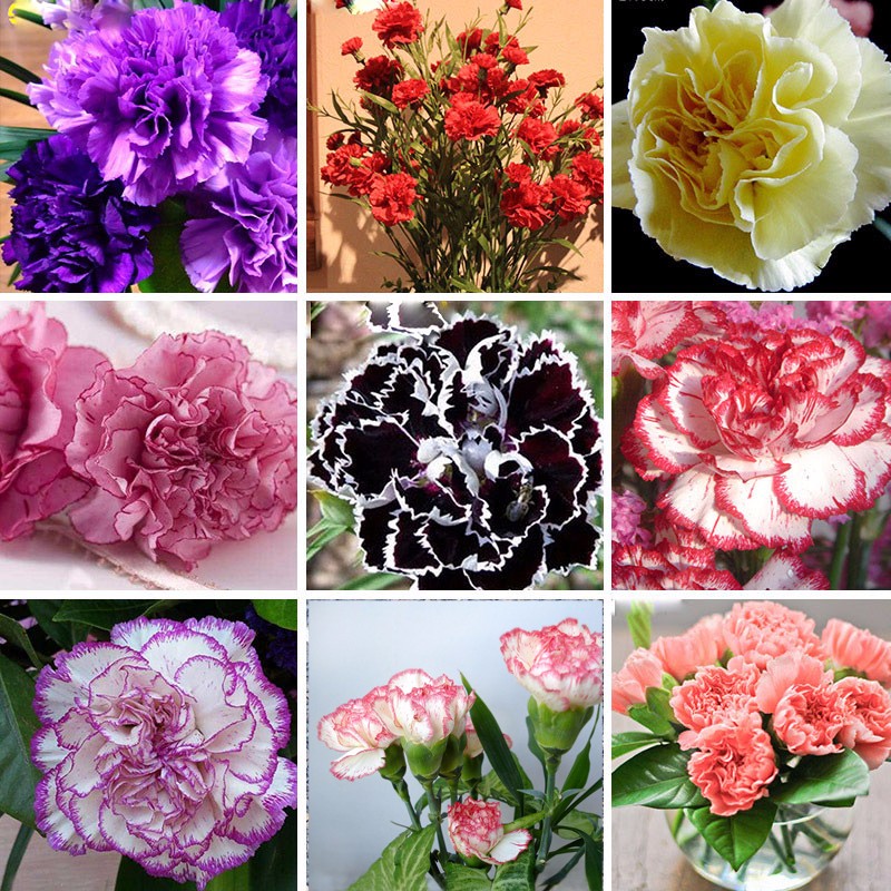 Carnation Flower Seeds 200pcs Multicolored Variety Pack For Indoors And Outdoors Landscaping - 11