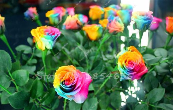 100pcs Multicolor Rose Seeds For Outdoor Landscape And Indoor Flower Arrangement - 5