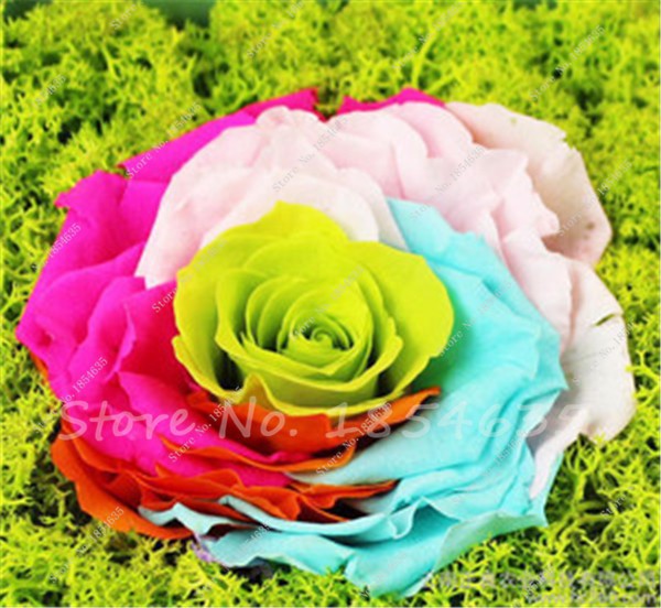 100pcs Multicolor Rose Seeds For Outdoor Landscape And Indoor Flower Arrangement - 1