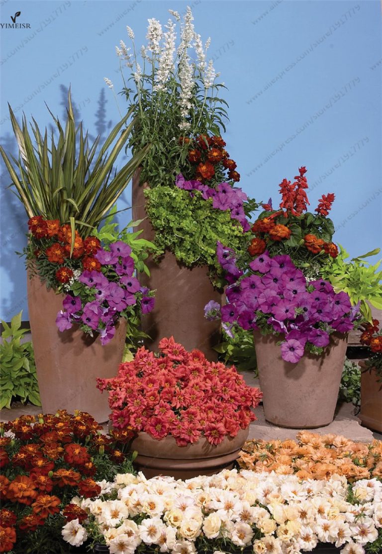 Moss Rose Flower Seeds Pack Of 200 Free