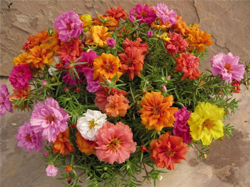 200pcs Moss Rose Seeds For Indoor Botanical Decor Fresh Blooming Flowers Diy Landscaping Project - 1