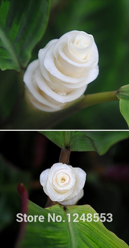 100pcs Exquisite White Icecream Rose Seeds For Landscaping And Floral Arrangements - 1