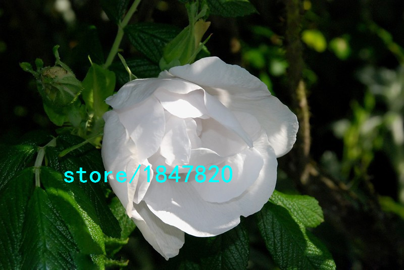 100piece Set Of Exquisite White Rose Seeds For Landscaping And Romantic Floral Arrangements - 6