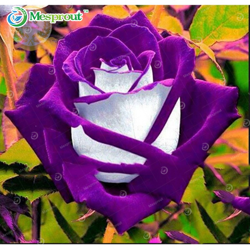 100pcs Multicolor Osiria Rose Seeds For Elegant Landscape Design Perfect For Outdoor Spaces - 1