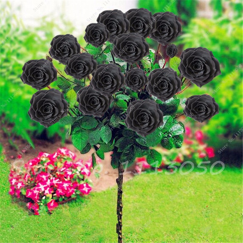 100pcs Rare Black Rose Seeds For Unique Floral Arrangement Indoor Outdoor Use - 1