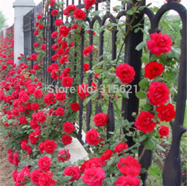 100pcs Climbing Rose Seeds Vibrant Red Flowers For Landscaping Balcony And Outdoor Decorations - 1